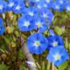 Nilblumen Öl