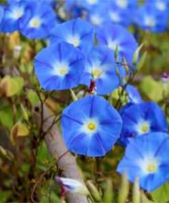 Nilblumen Öl