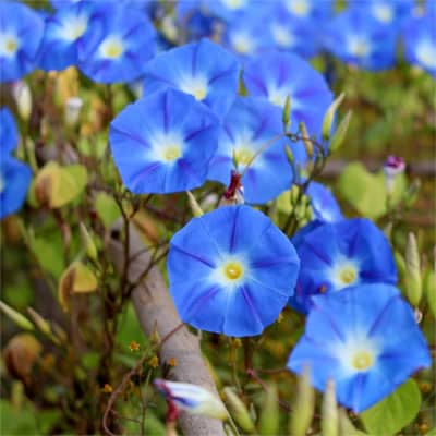 Nilblumen Öl Nilblumen Öl