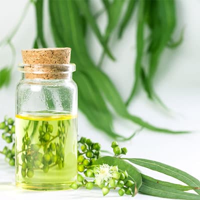 Eucalyptusoel Eukalyptusöl